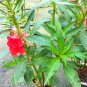 Rose Balsam, Impatiens Balsamina Seed 1000 PCS, Feng Xian Hua
