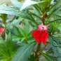 Rose Balsam, Impatiens Balsamina Seed 1000 PCS, Feng Xian Hua