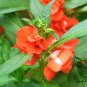 Rose Balsam, Impatiens Balsamina Seed 1000 PCS, Feng Xian Hua