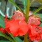 Rose Balsam, Impatiens Balsamina Seed 1000 PCS, Feng Xian Hua