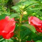 Rose Balsam, Impatiens Balsamina Seed 1000 PCS, Feng Xian Hua