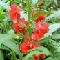 Rose Balsam, Impatiens Balsamina Seed 1000 PCS, Feng Xian Hua
