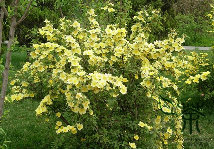 Rosa Xanthina, Manchu Rose Seed 2000 PCS, Huang Ci Mei