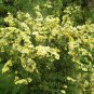 Rosa Xanthina, Manchu Rose Seed 2000 PCS, Huang Ci Mei