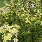Rosa Xanthina, Manchu Rose Seed 2000 PCS, Huang Ci Mei