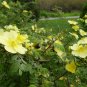 Rosa Xanthina, Manchu Rose Seed 2000 PCS, Huang Ci Mei