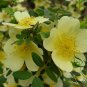 Rosa Xanthina, Manchu Rose Seed 2000 PCS, Huang Ci Mei