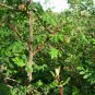 Rosa Xanthina, Manchu Rose Seed 2000 PCS, Huang Ci Mei