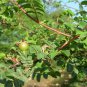 Rosa Xanthina, Manchu Rose Seed 2000 PCS, Huang Ci Mei
