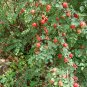 Rosa Xanthina, Manchu Rose Seed 2000 PCS, Huang Ci Mei