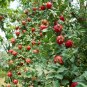 Rosa Xanthina, Manchu Rose Seed 2000 PCS, Huang Ci Mei