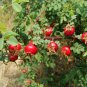 Rosa Xanthina, Manchu Rose Seed 2000 PCS, Huang Ci Mei