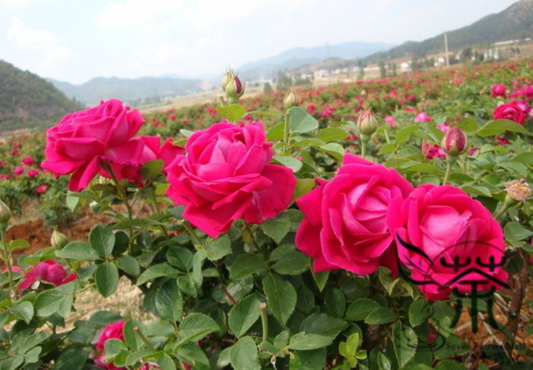 Rosa Rugosa, Rugosa Rose Seed 2000 PCS, Ramanas Rose Mei Gui