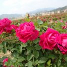 Rosa Rugosa, Rugosa Rose Seed 2000 PCS, Ramanas Rose Mei Gui