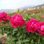 Rosa Rugosa, Rugosa Rose Seed 2000 PCS, Ramanas Rose Mei Gui