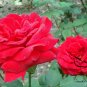 Rosa Rugosa, Rugosa Rose Seed 2000 PCS, Ramanas Rose Mei Gui
