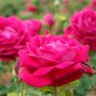 Rosa Rugosa, Rugosa Rose Seed 2000 PCS, Ramanas Rose Mei Gui