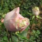 Rosa Rugosa, Rugosa Rose Seed 2000 PCS, Ramanas Rose Mei Gui