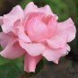 Rosa Rugosa, Rugosa Rose Seed 2000 PCS, Ramanas Rose Mei Gui