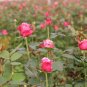 Rosa Rugosa, Rugosa Rose Seed 2000 PCS, Ramanas Rose Mei Gui