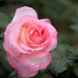 Rosa Rugosa, Rugosa Rose Seed 2000 PCS, Ramanas Rose Mei Gui