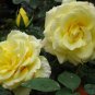 Rosa Rugosa, Rugosa Rose Seed 2000 PCS, Ramanas Rose Mei Gui