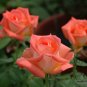 Rosa Rugosa, Rugosa Rose Seed 2000 PCS, Ramanas Rose Mei Gui