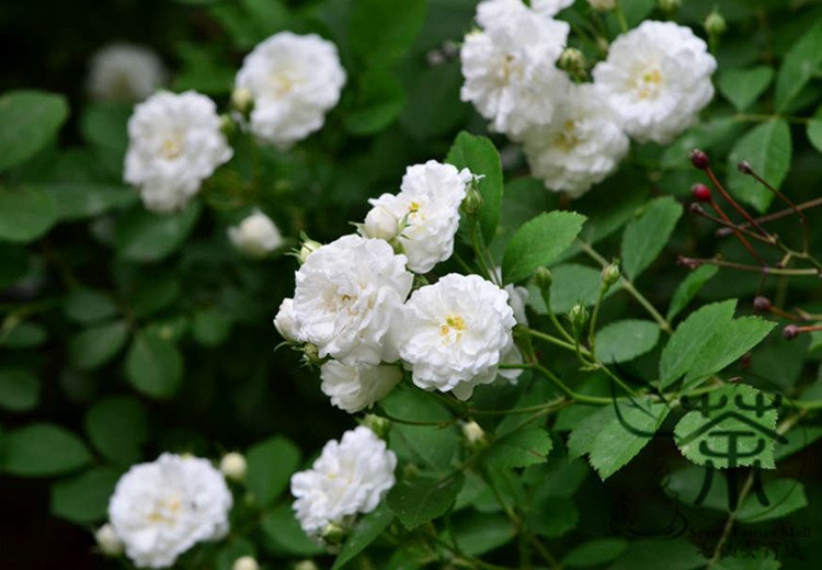 Rosa Multiflora, Seven-sisters Rose Seed 2000 PCS, White Multiflora Rose Bai Ci Mei