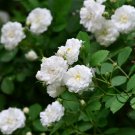 Rosa Multiflora, Seven-sisters Rose Seed 2000 PCS, White Multiflora Rose Bai Ci Mei