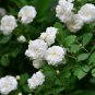 Rosa Multiflora, Seven-sisters Rose Seed 2000 PCS, White Multiflora Rose Bai Ci Mei