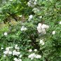 Rosa Multiflora, Seven-sisters Rose Seed 2000 PCS, White Multiflora Rose Bai Ci Mei