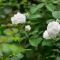 Rosa Multiflora, Seven-sisters Rose Seed 2000 PCS, White Multiflora Rose Bai Ci Mei