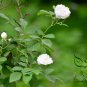 Rosa Multiflora, Seven-sisters Rose Seed 2000 PCS, White Multiflora Rose Bai Ci Mei