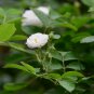 Rosa Multiflora, Seven-sisters Rose Seed 2000 PCS, White Multiflora Rose Bai Ci Mei