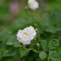 Rosa Multiflora, Seven-sisters Rose Seed 2000 PCS, White Multiflora Rose Bai Ci Mei