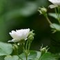 Rosa Multiflora, Seven-sisters Rose Seed 2000 PCS, White Multiflora Rose Bai Ci Mei