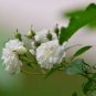 Rosa Multiflora, Seven-sisters Rose Seed 2000 PCS, White Multiflora Rose Bai Ci Mei