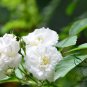 Rosa Multiflora, Seven-sisters Rose Seed 2000 PCS, White Multiflora Rose Bai Ci Mei
