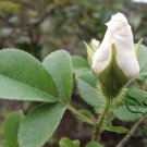 Rosa Laevigata, Cherokee Rose Seed 300 PCS, Jin Ying Zi