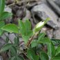 Rosa Laevigata, Cherokee Rose Seed 300 PCS, Jin Ying Zi