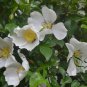 Rosa Laevigata, Cherokee Rose Seed 300 PCS, Jin Ying Zi
