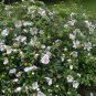 Rosa Laevigata, Cherokee Rose Seed 300 PCS, Jin Ying Zi