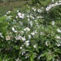 Rosa Laevigata, Cherokee Rose Seed 300 PCS, Jin Ying Zi