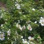 Rosa Laevigata, Cherokee Rose Seed 300 PCS, Jin Ying Zi