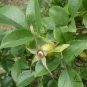 Rosa Laevigata, Cherokee Rose Seed 300 PCS, Jin Ying Zi