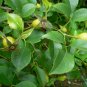 Rosa Laevigata, Cherokee Rose Seed 300 PCS, Jin Ying Zi