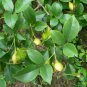 Rosa Laevigata, Cherokee Rose Seed 300 PCS, Jin Ying Zi