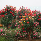 Rosa Chinensis, China Rose Seed 2000 PCS, Chinese Rose Yueji