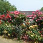 Rosa Chinensis, China Rose Seed 2000 PCS, Chinese Rose Yueji