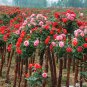 Rosa Chinensis, China Rose Seed 2000 PCS, Chinese Rose Yueji